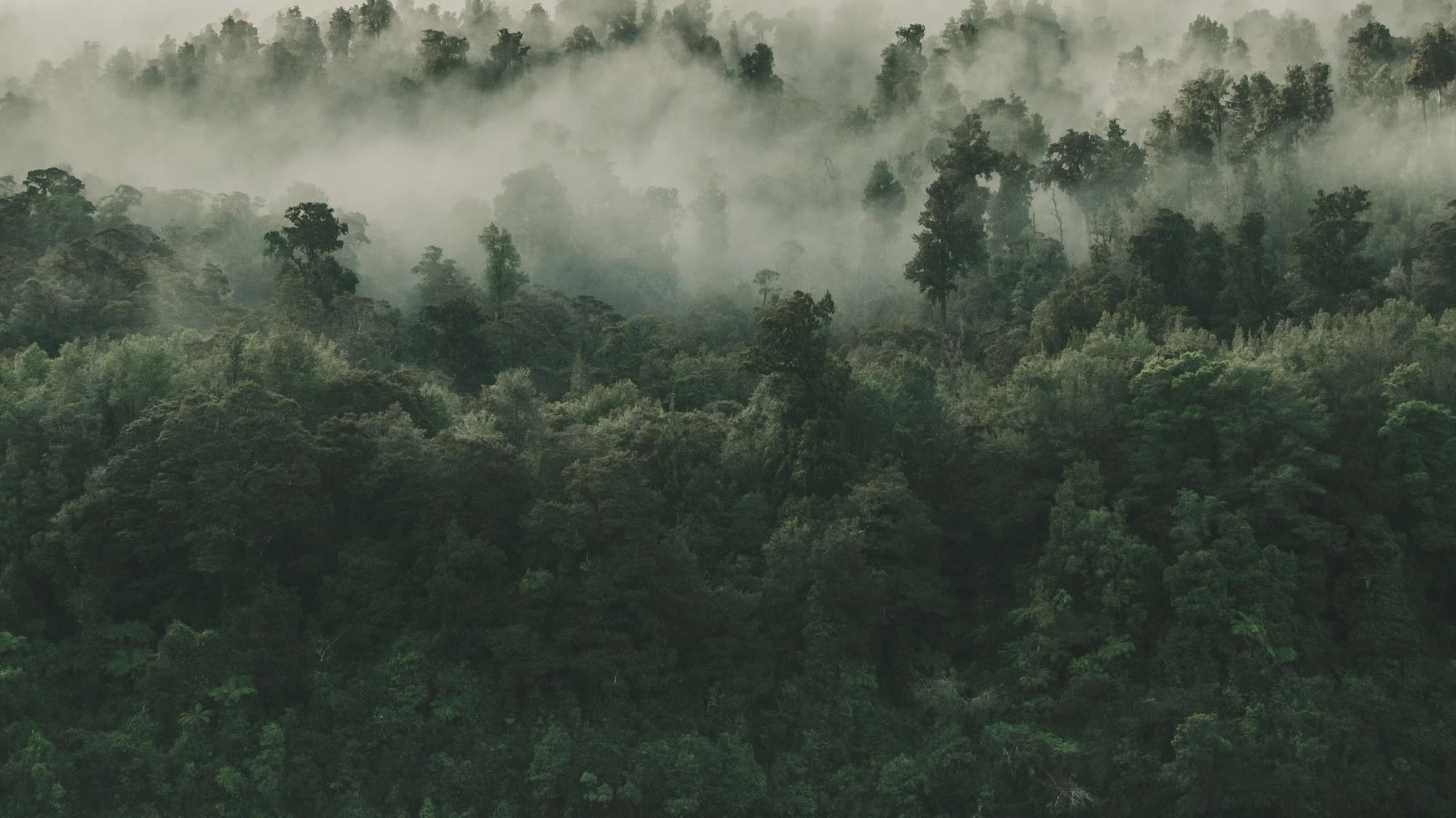 Bosque — símbolo de permanencia y crecimiento